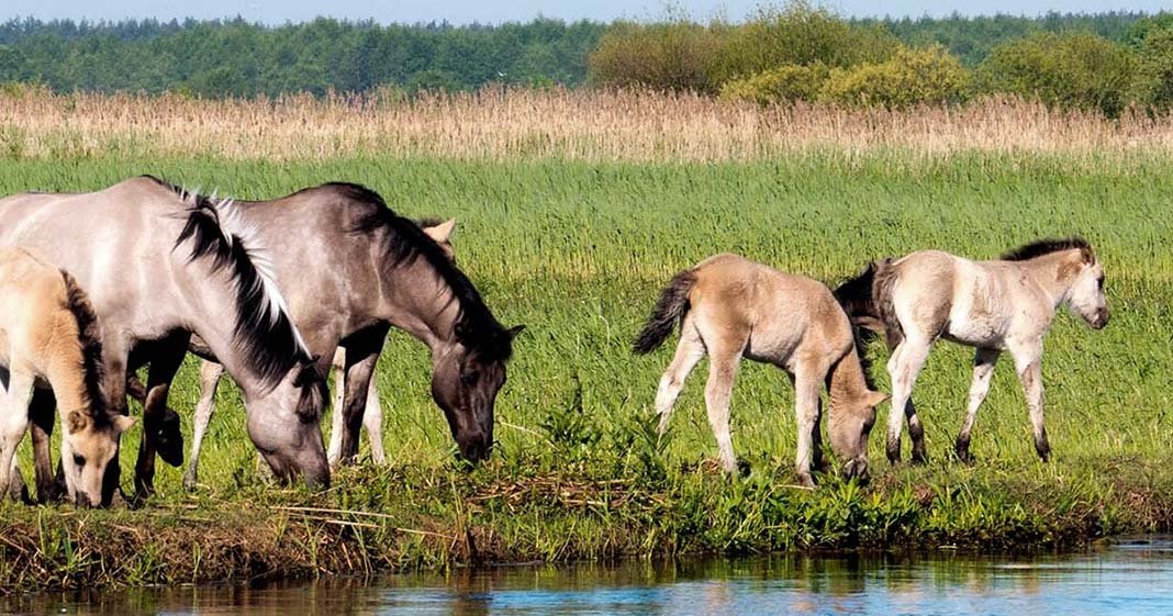 C'est quoi l'origine du cheval tarpan ?