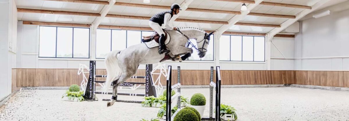 the-collection-auction-vente-chevaux-sport-3-juillet