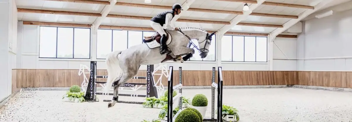 the-collection-auction-vente-chevaux-sport-3-juillet