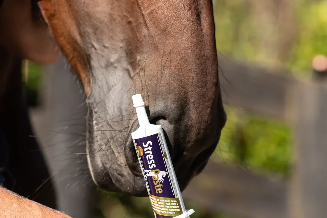 tranquillisant-cheval