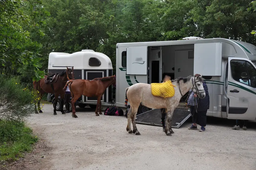 transport-de-chevaux-canicule-interdictions-regions