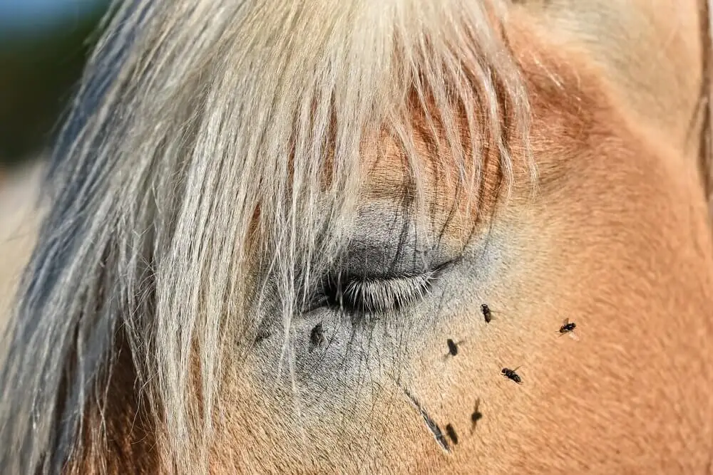 tritec-cheval-utilisation-prix-avis