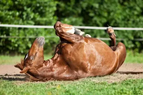 ulcere-gastrique-cheval-causes-symptomes-traitement