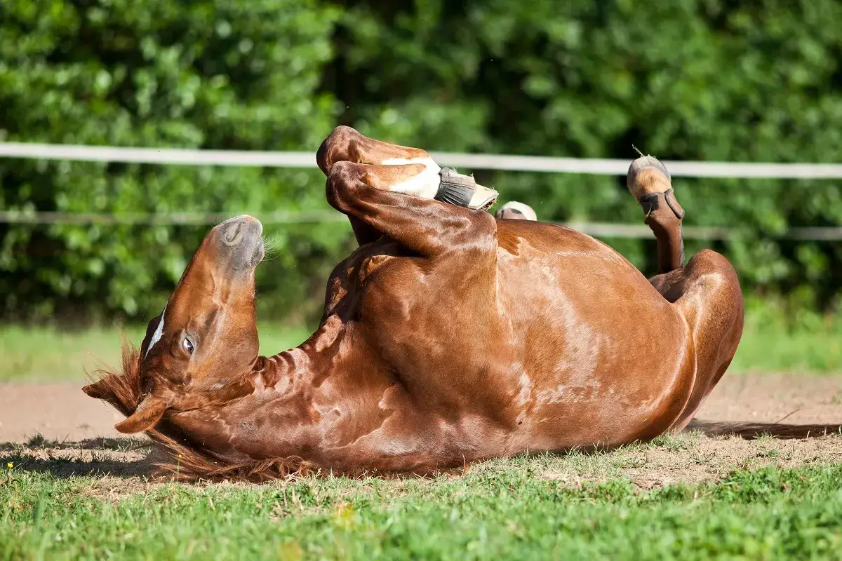 ulcere-gastrique-cheval-causes-symptomes-traitement