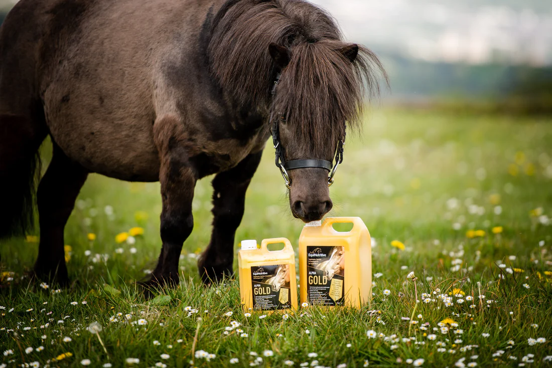 vitamine-b-cheval-bienfaits-carence-injection