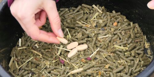 vitamine-c-cheval-bienfaits-posologie-avis