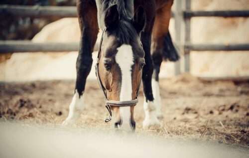vitamine-e-cheval-bienfaits-carence-risques