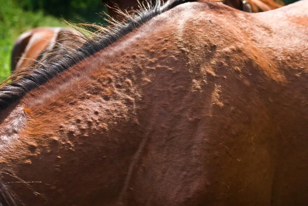 allergie-cheval-causes-symptomes-traitement