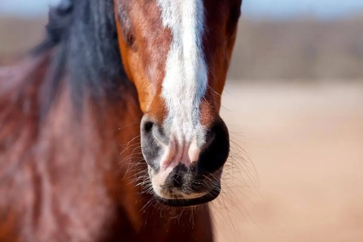 allergie-pollen-cheval-toux-urticaire