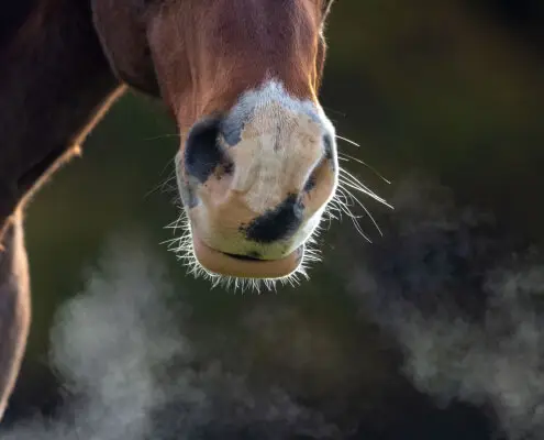 anti-inflammatoire-puissant-naturel-vetoxil-cheval