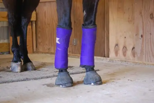 bande-de-repos-cheval-utilite-duree-pose