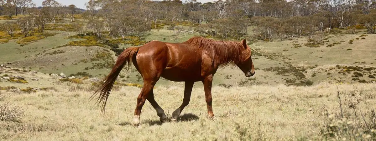 brumby-cheval
