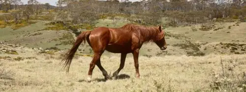 brumby-cheval