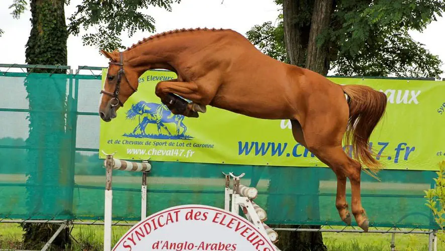cheval-français-camargue-selle-breton-ardennais-percheron.jpg