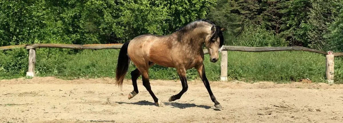 cheval-isabelle-fume