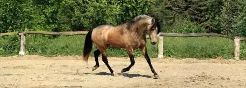 cheval-isabelle-fume