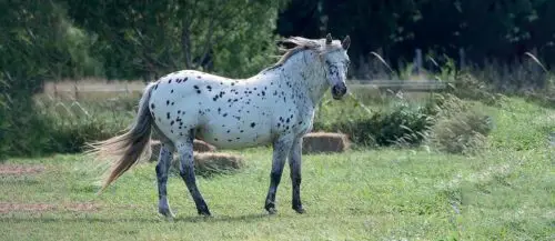 cheval-leopard