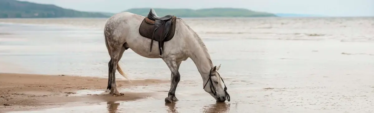 cheval-sur-la-plage