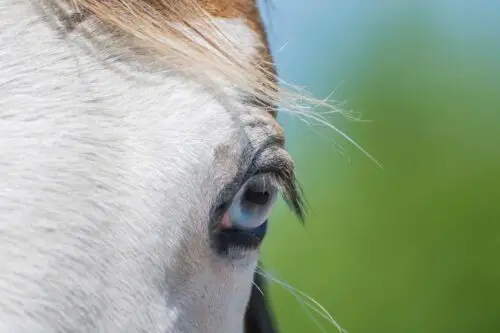 cheval-yeux-bleus