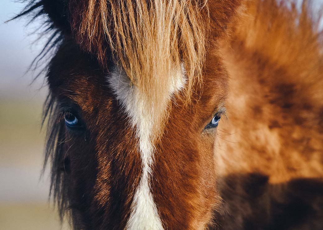 cheval-yeux-bleus-prix-origines-soins-spécifiques