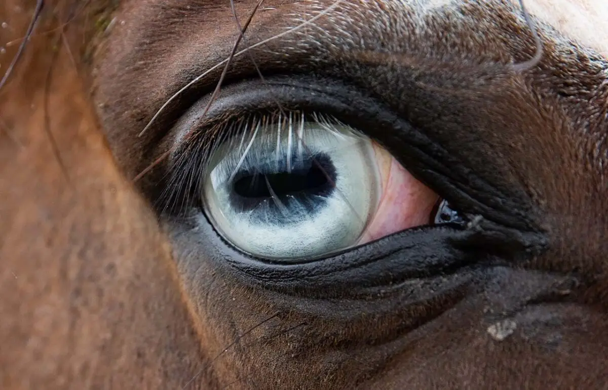 cheval-yeux-bleus-surveillance-signaux-alerte