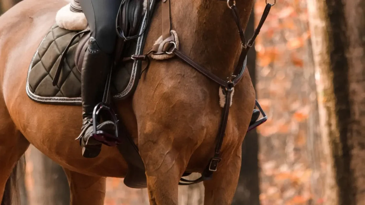 collier-de-chasse-cheval