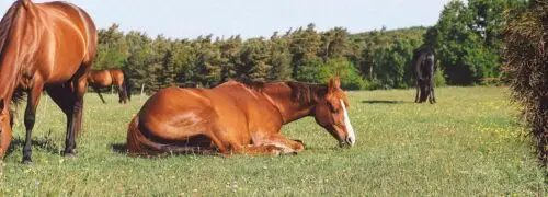 comment-dort-un-cheval