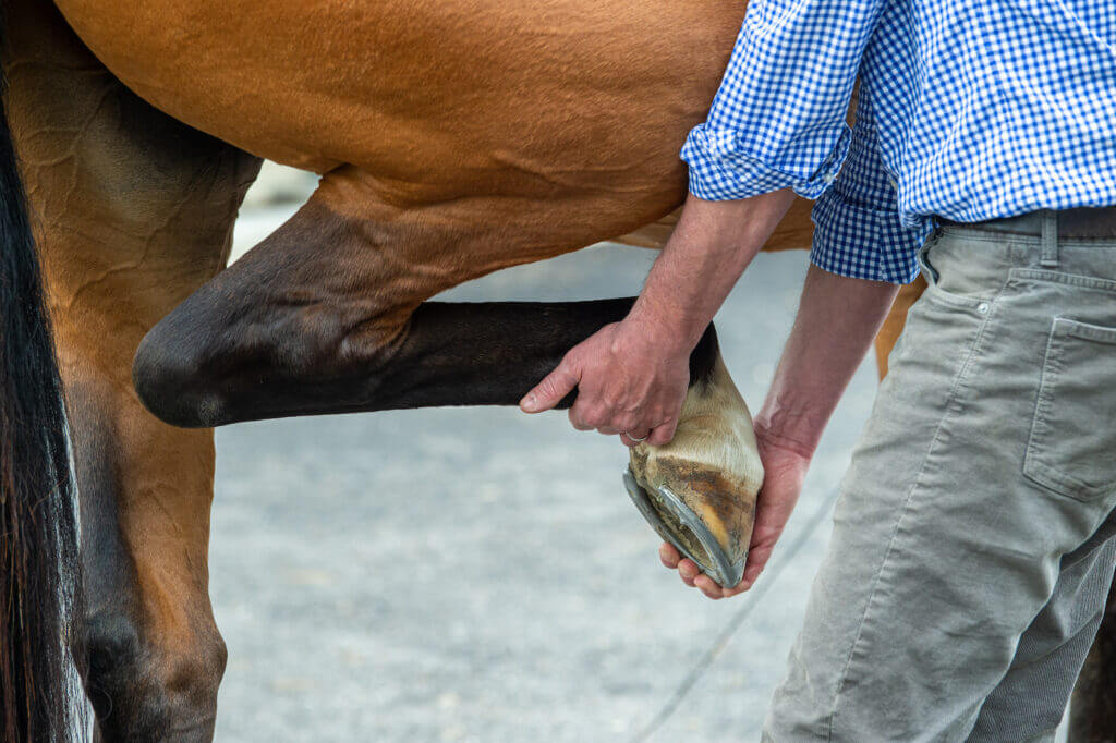 comment-soulager-arthrose-vieux-cheval