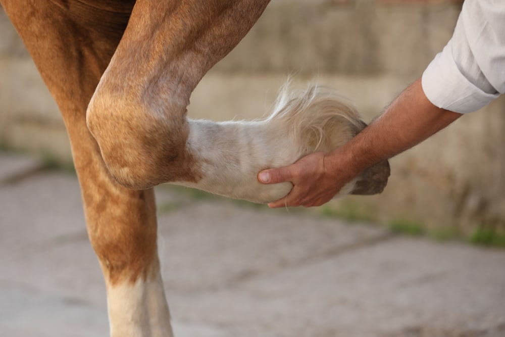 comment-traiter-arthrose-vieux-cheval