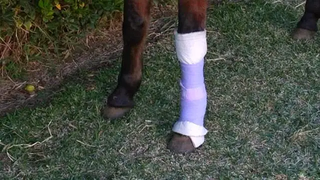 difference-bande-repos-travail-cheval