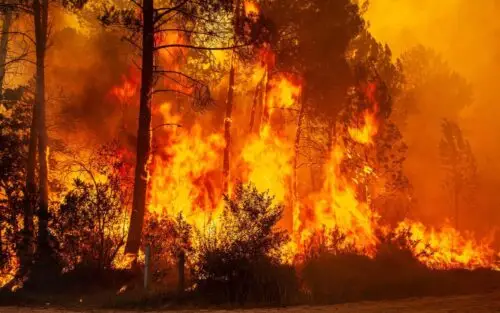 incendies-gironde-var-comment-evacuer-chevaux-en-urgence