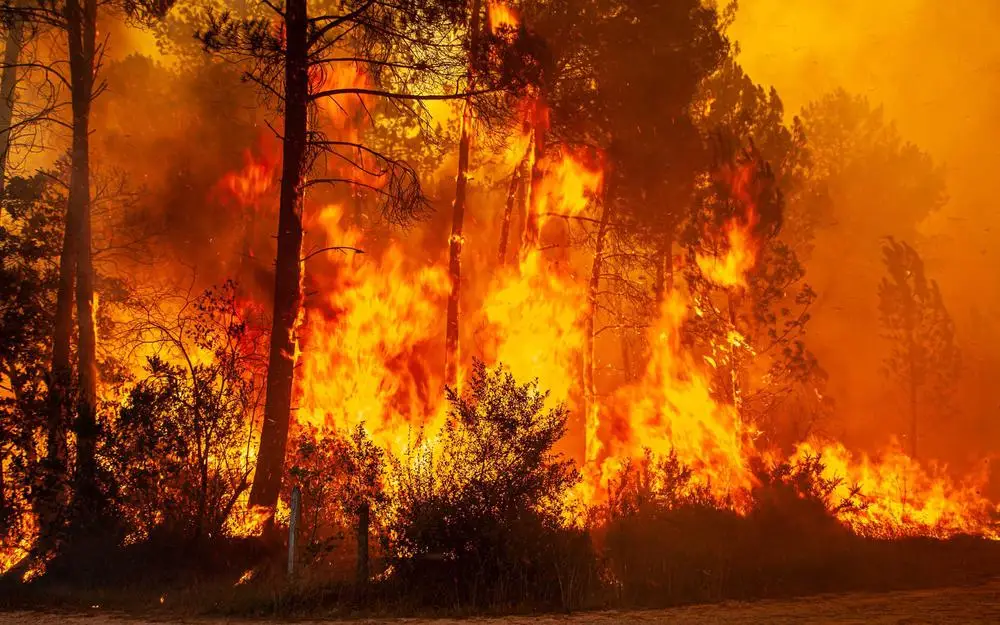 incendies-gironde-var-comment-evacuer-chevaux-en-urgence