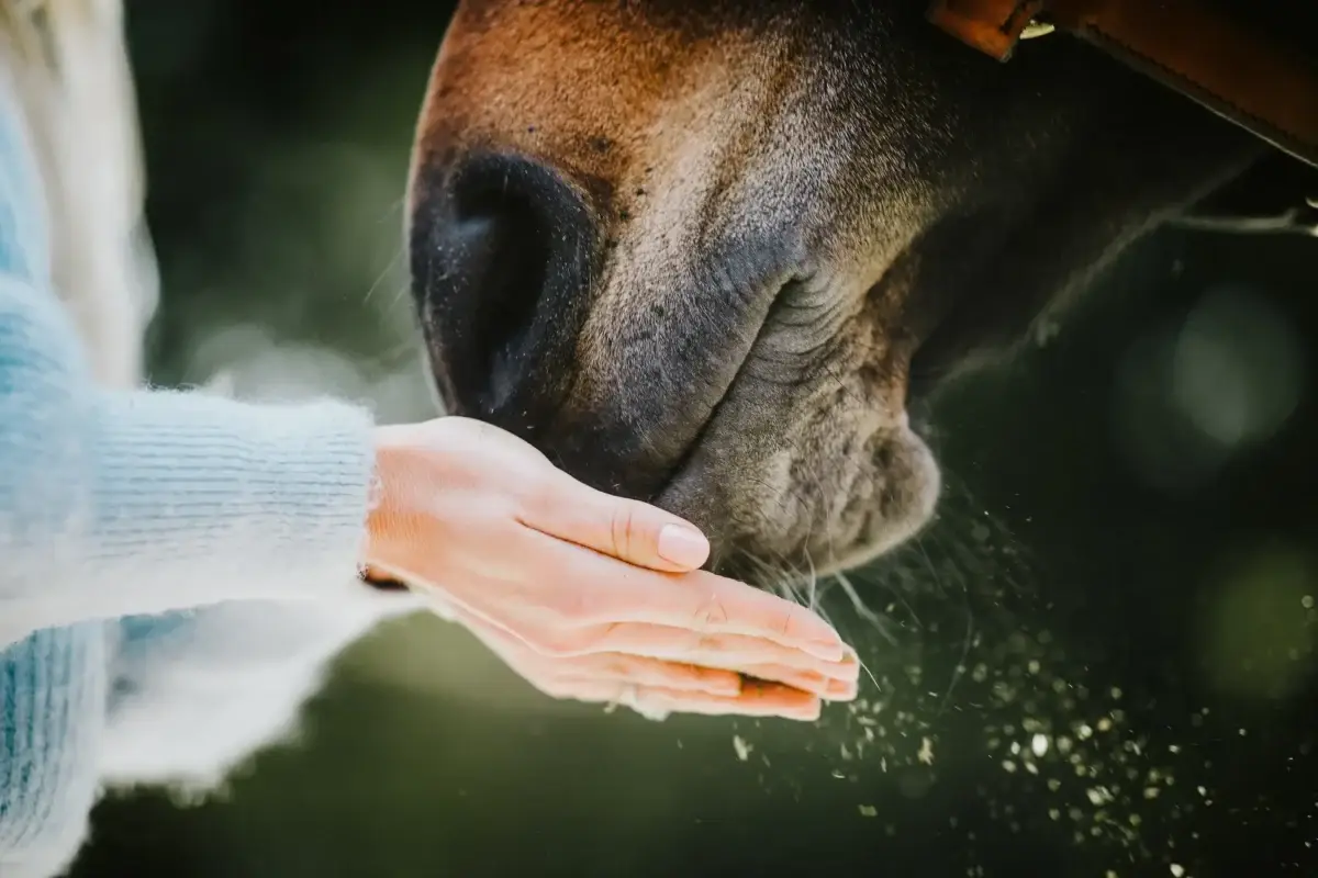 lithothamne-cheval-bienfaits-avis-effets-secondaires