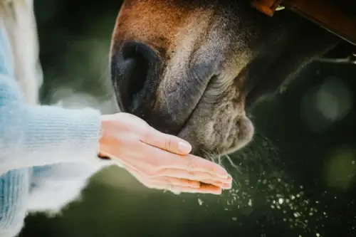 lithothamne-cheval-bienfaits-avis-effets-secondaires