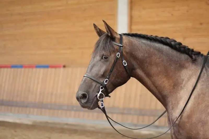 mors-baucher-resine-cuir-chevaux