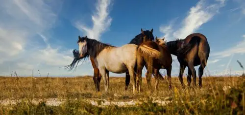 nom-de-cheval-en-q-anglais