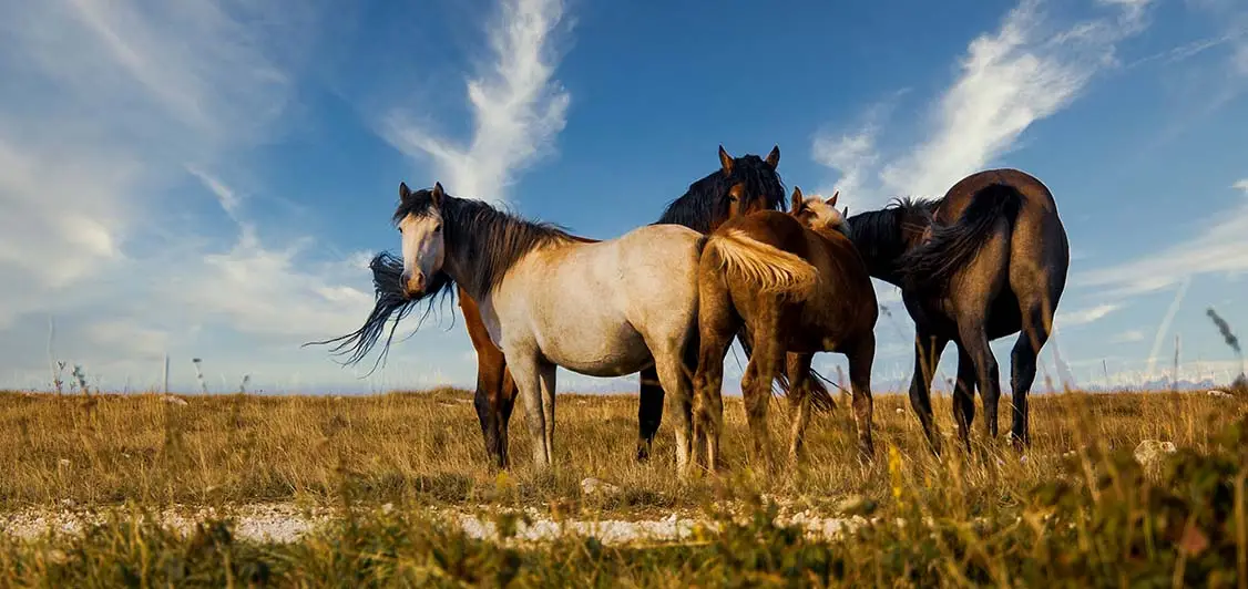 nom-de-cheval-en-q-anglais
