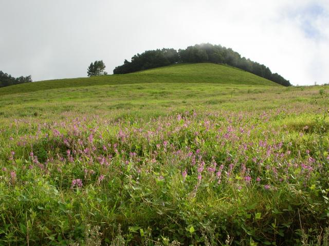 protection-foie-desmodium-cheval