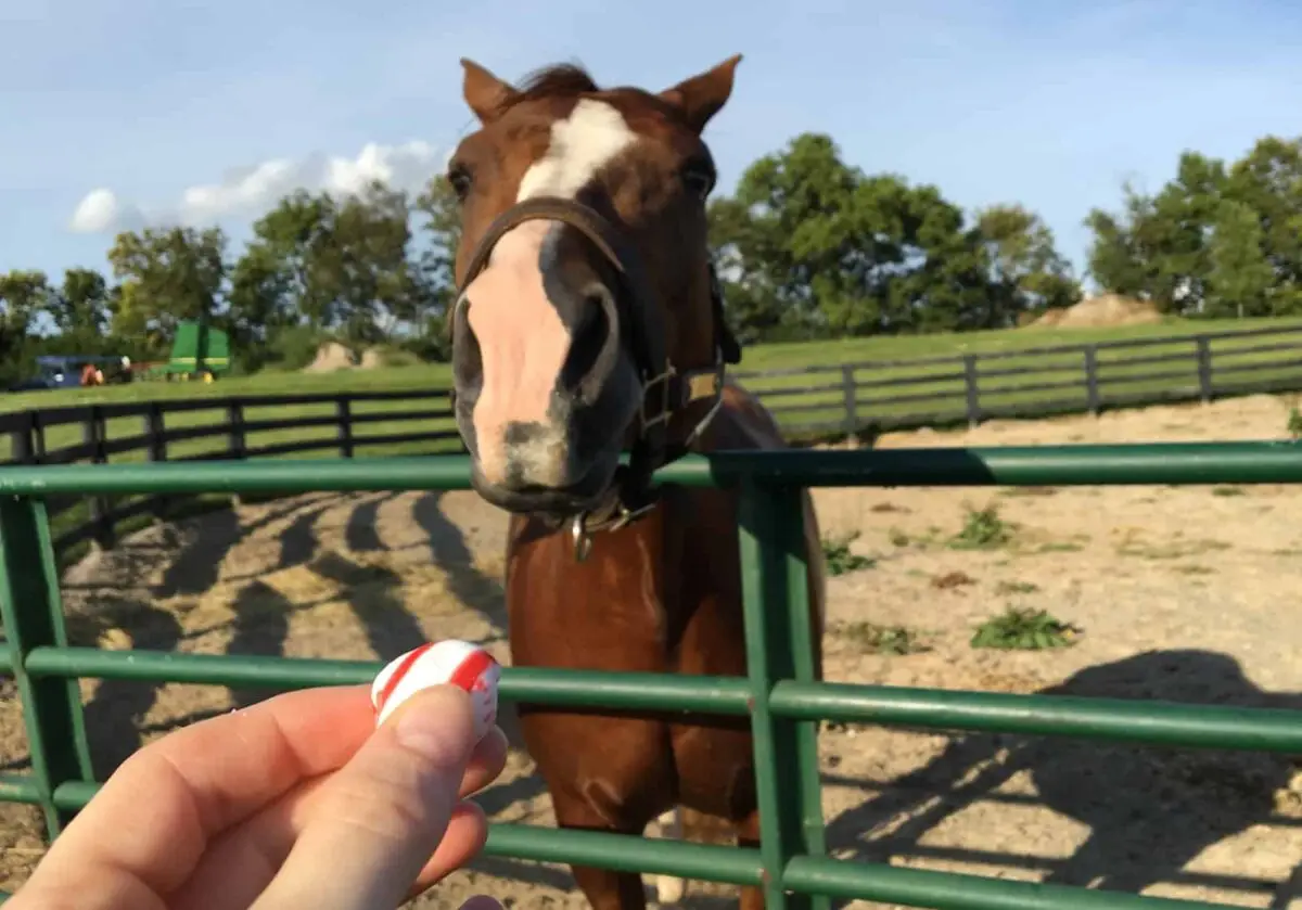 recette-bonbon-cheval-sans-avoine
