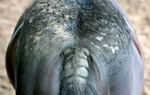 symptomes-reaction-allergique-cheval