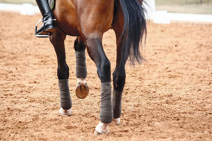 traitement-arthrose-vieux-cheval-remede