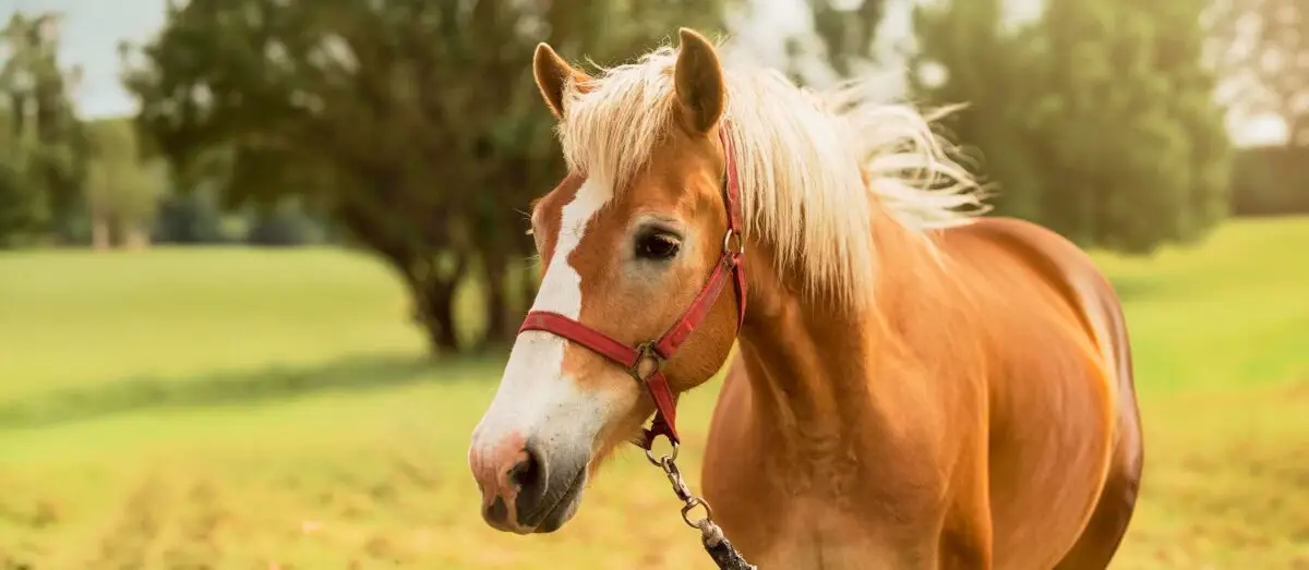 vision-cheval