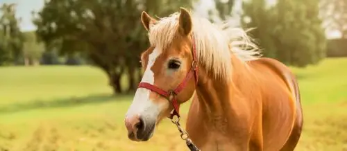 vision-cheval