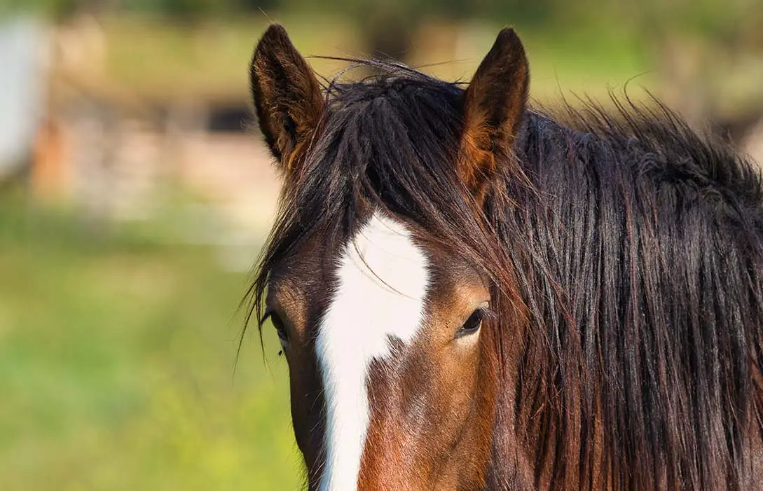 vision-cheval-comment-ça-marche
