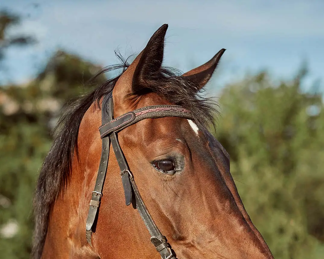 vision-cheval-couleurs-distance-qualité