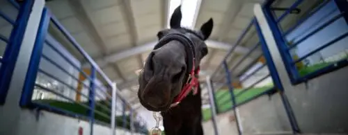 bien-etre-chevaux-de-sport-etude-scientifique