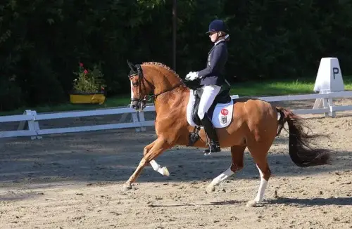 championnats-du-monde-jeunes-chevaux-dressage-verden-2026-nouveaux-champions