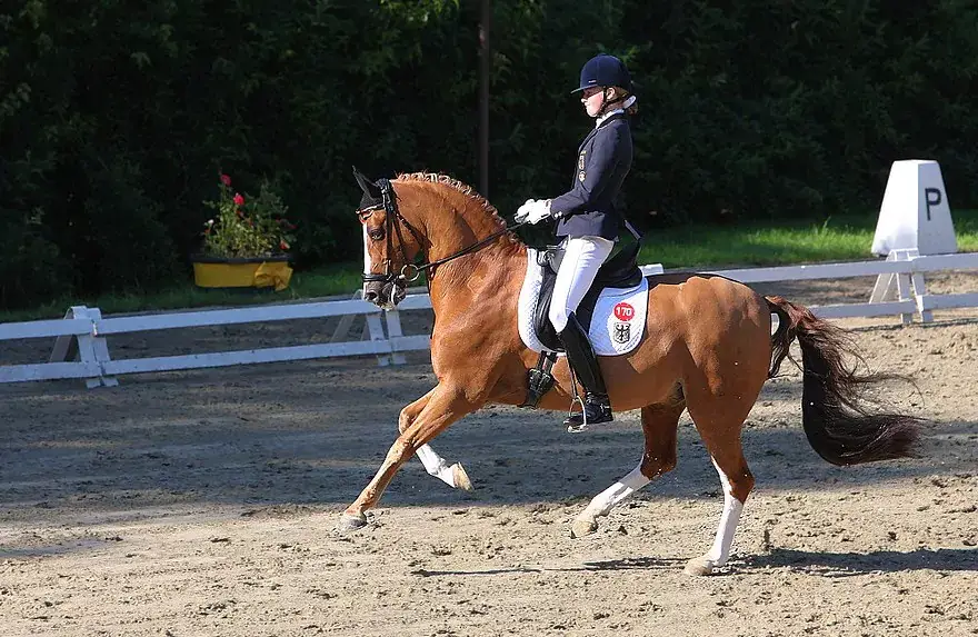 championnats-du-monde-jeunes-chevaux-dressage-verden-2026-nouveaux-champions
