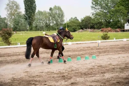 championnats-du-monde-pony-games-six-medailles-france