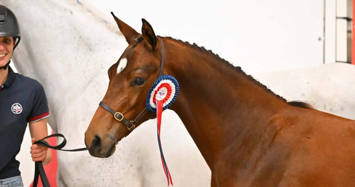 Qui sont les champions de France foals selle français 2026 ?